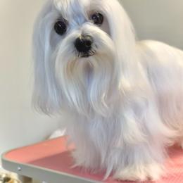 Maltese All Grown Up from MiaMiaMaltese Colorado