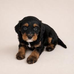 Snoopy - Black and tan male Cavapoo puppy in Floyd, Virginia from Hearts and Paws Poodles and Doodles