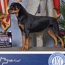 Rottweiler puppies from Von Gogginhaus Rottweilers
