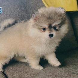 Eggnog - Silver and white male Pomsky puppy in Winston, Oregon from Arctic Tails Spitz
