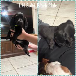 Boy 3 - Black male Dachshund puppy in Houma, Louisiana from Portier’s Mini Dachshunds
