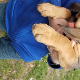 Bloodhound Puppies from Sullivan's Bloodhounds