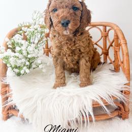 Miami - Red  female Goldendoodle puppy in from Pink Poodles and Doodles