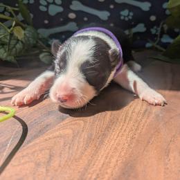 Kaya - Black and white female Border Collie puppy in Max, Nebraska from Stag Valley Homestead