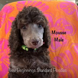 Mousse (lime green collar) - Phantom male Poodle puppy in Mesa, Arizona from New Beginnings Standard Poodles
