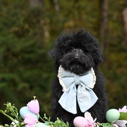 Cavapoo, Cockapoo, and Poodle Puppies from Heavenly Puppies to Love