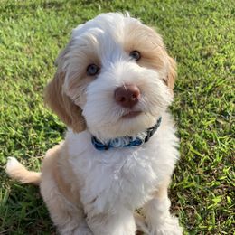 Australian Labradoodles from Sugarwood Australian Labradoodles