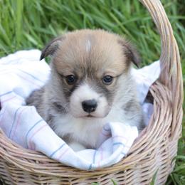 Boy 1 - Sable male Pembroke Welsh Corgi puppy in Williams, California from Bear Creek Corgis