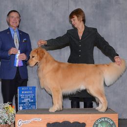 Golden Retrievers from DuBois' Golden Retrievers
