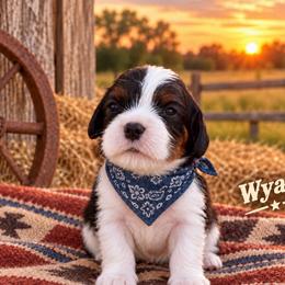 Wyatt - Tri-color male Cavalier King Charles Spaniel puppy in Enid, Oklahoma from Laurel Crown Cavaliers