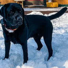 Labrador Retrievers from Four Seasons Kennels