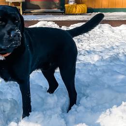 Labrador Retrievers from Four Seasons Kennels