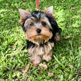 Hendrix - Blue and gold male Yorkshire Terrier puppy in Lake Helen, Florida from FronkLinn Kennel