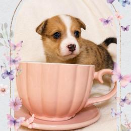 Anthony Bridgerton - Red merle and white male American Corgi puppy in Lake Havasu City, Arizona from London Bridge Corgis