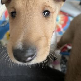 Collie Puppies from Vintage Collies