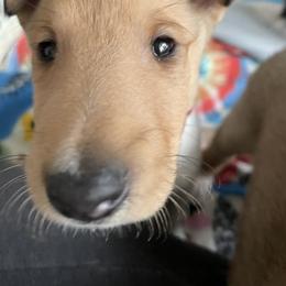 Collie Puppies from Vintage Collies