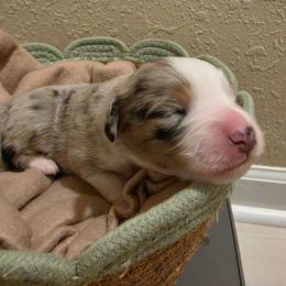 Steele - Blue merle male Miniature American Shepherd puppy in Bristol, Tennessee from Riverstone Aussies