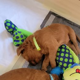 Goldendoodle Puppies from Dream Doodles