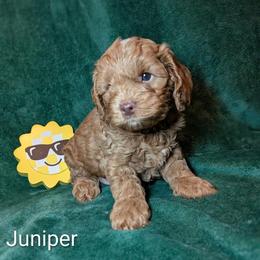 Juniper - Buff male Cockapoo puppy in Sunset, Louisiana from Cano Cockapoos