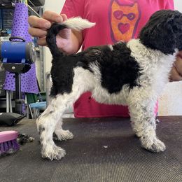Portuguese Water Dog Puppies from Aguas De Seda PWD