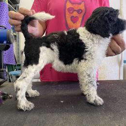 Portuguese Water Dog Puppies from Aguas De Seda PWD