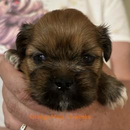 Orange - Golden male Lhasa Apso puppy in Greensboro, North Carolina from Koenigplatz Kennel