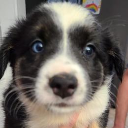 GIRL 1 - Black Tri - Australian Shepherd puppy in South Hill, Virginia from Silverside Aussies LLC