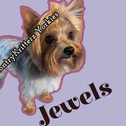 Jewels - Yorkshire Terrier