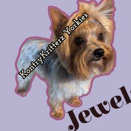 Jewels - Yorkshire Terrier