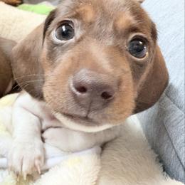 IceLynn-AKC - Piebald female Dachshund puppy in Caulfield, Missouri from Hocomo Hollow Doxies