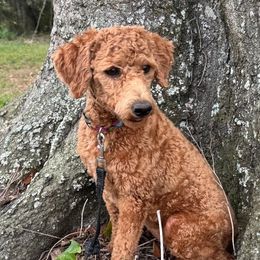 Harper Anne - Goldendoodle