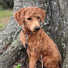 Harper Anne - Goldendoodle