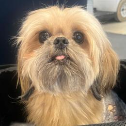 King Jack O’Lantern - Shih Tzu