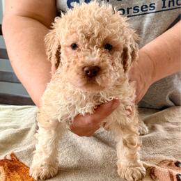 Water Lily (White collar) - Orange female Lagotto Romagnolo puppy in Ashland, Ohio from SS Australian Shepherds