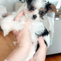 Biscuit - Black tan and white male Biewer Terrier puppy in Branford, Connecticut from CT Fuzzy Bugs - Biewer Terriers