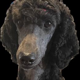 Breezy - Poodle