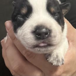-Boy 2 - Blue male Australian Cattle Dog puppy in Kaufman, Texas from Emberwick Ranch