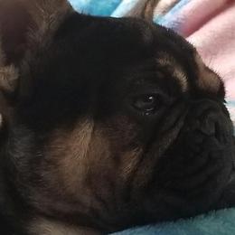 French Bulldogs and Miniature Schnauzers from Kristy's French Bulldogs & Mini Schnauzers