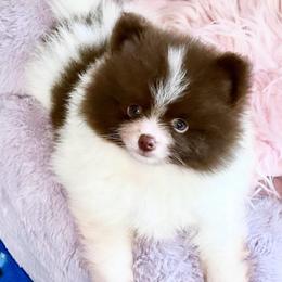 Chocolate Parti AKC boy - Chocolate parti male Pomeranian puppy in Princeton, New Jersey from PureLove Poms.