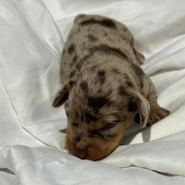 Boy 1 - Dapple male Dachshund puppy in Westminster, South Carolina from Carter's Kennels