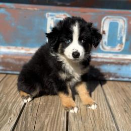 Boy 2 - Black tri male Miniature Australian Shepherd puppy in Ellsworth, Kansas from Flying H Mini Aussies