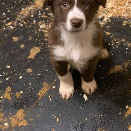 Australian Shepherd Puppies from Bell’s Down ‘n Dirty Australian Shepherds
