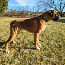Gustav - Boxer