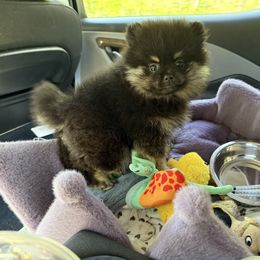 Kami - Pomeranian