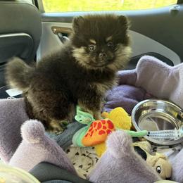 Kami - Pomeranian