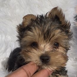 Prince - Black and gold male Yorkshire Terrier puppy in Las Vegas, Nevada from Yorkiepupsntcups