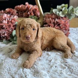 Toffee- Brown Collar - Apricot male Goldendoodle puppy in Bay City, Texas from Charming Doods Goldendoodles