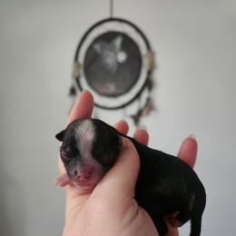 Black tri flashy boy - Black and white male Chihuahua puppy in Ashtabula, Ohio from Paw's & Awe's Chihuahuas