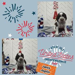 Janis JoplinGirl 3 - Liver white and tan female English Springer Spaniel puppy in Saginaw, Michigan from Kemerer Springers