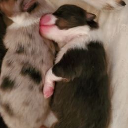 Shetland Sheepdog Puppies from Hawks Acres Shetland Sheepdogs